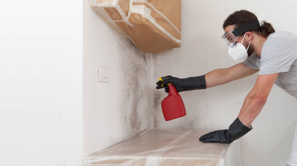 Professional Black Mold Remediation technician working in Fischer, TX