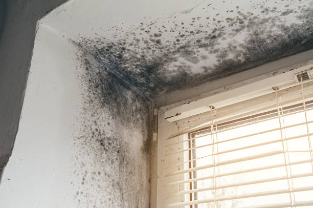 Affordable Black Mold Remediation solutions in Fischer, TX